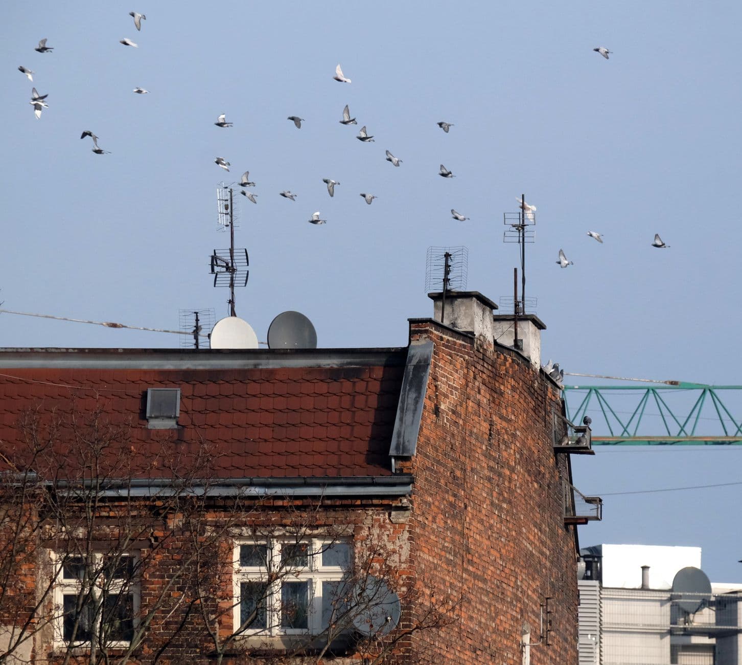 Flock of pigeons soaring above a brick building rooftop with antennas against a clear sky.